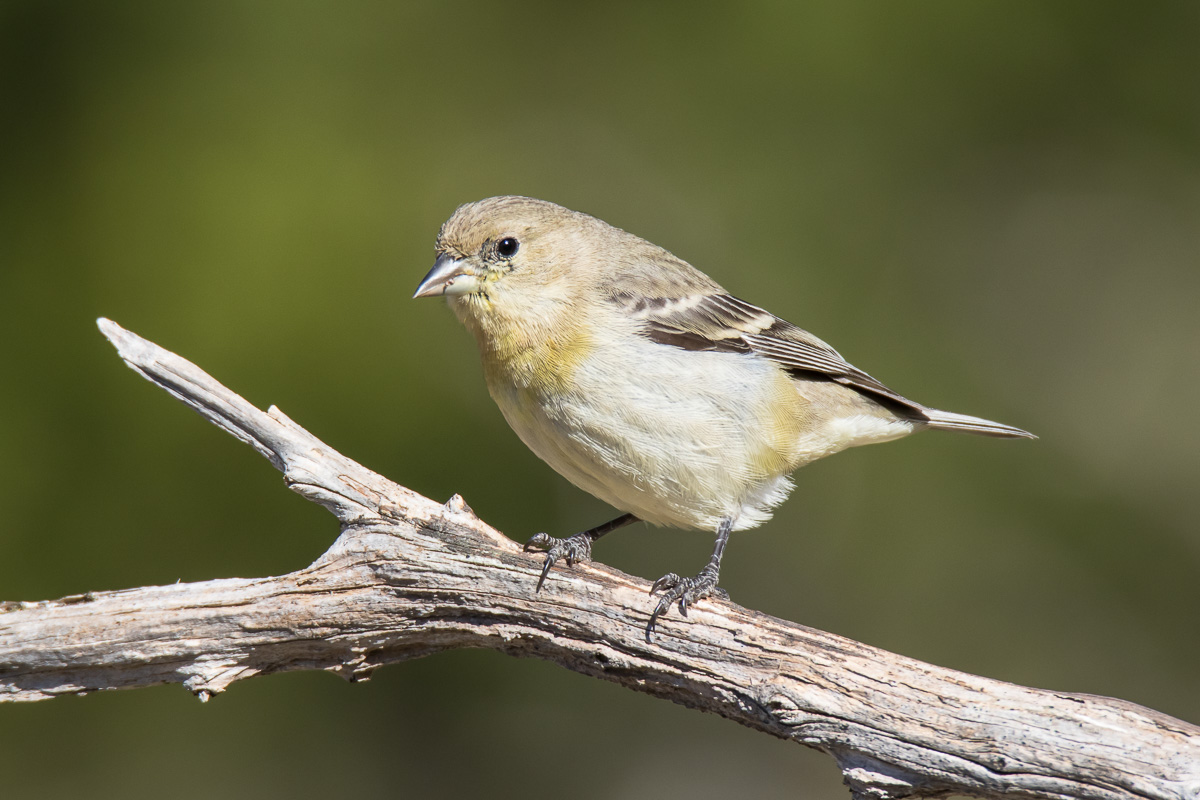 Lesser Goldfinch (Spinus psaltria)